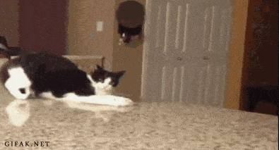 drunkcat