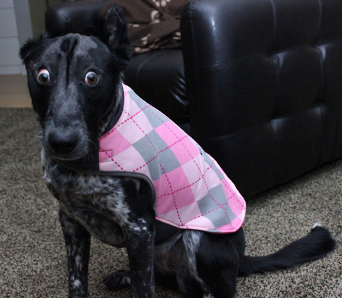 wut-dog
